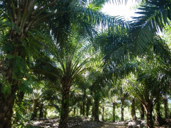 等間隔で植えられた油ヤシの木々
