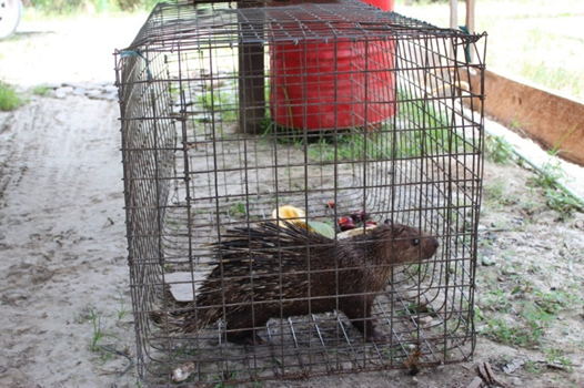 檻の中で飼われるヤマアラシ