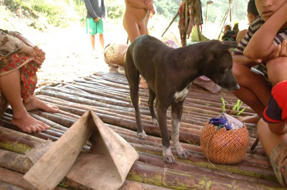 人の周りをうろつく犬