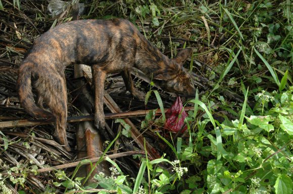 ヒゲイノシシの膀胱を咥える犬