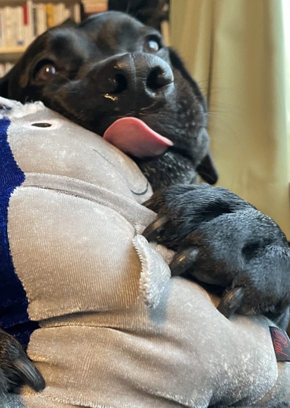 犬 きみ がいるから 幸福という仕事 ウェブマガジン あき地 犬 きみ がいるから 幸福という仕事 ウェブマガジン あき地